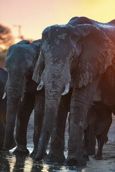 Framed Print : Herd of elephants, African elephant (Loxodonta africana) at the waterhole Framed Print : Herd of elephants, African elephant (Loxodonta africana) at the waterhole