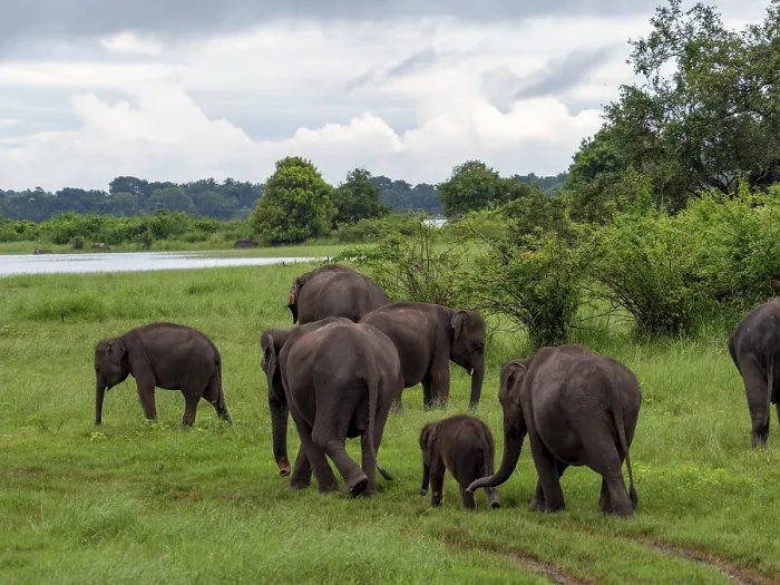 Framed Print : Herd of elephants (Elephas maximus maximus) Minneriya National Park