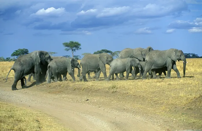 Framed Print : Herd of elephants (Loxodonta africana)