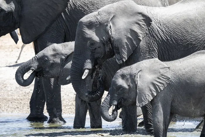 Framed Print : Herd of elephants at a waterhole