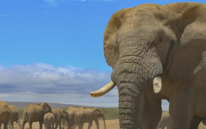 Framed Print : Herd of elephants at waterhole in the wild