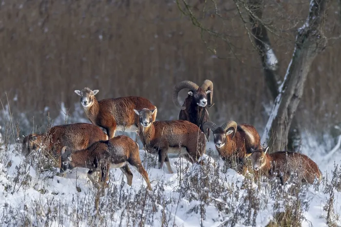 Framed Print : A herd of European mouflon (Ovis gmelini) in the last light of the winter sun