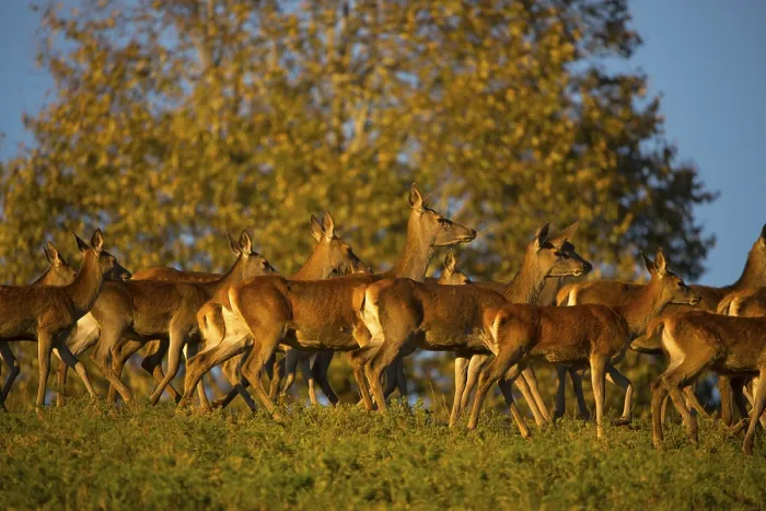 Framed Print : A herd of female red deer standing on a meadow in sweet evening light
