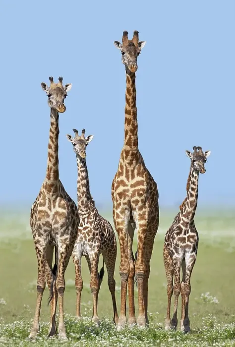 Framed Print : Herd of Giraffes (Giraffa camelopardalis) with calves Framed Print : Herd of Giraffes (Giraffa camelopardalis) with calves