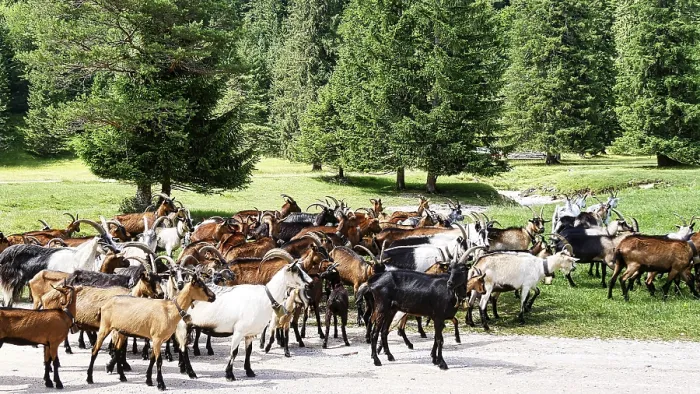 Framed Print : Herd of goats at the Lautersee