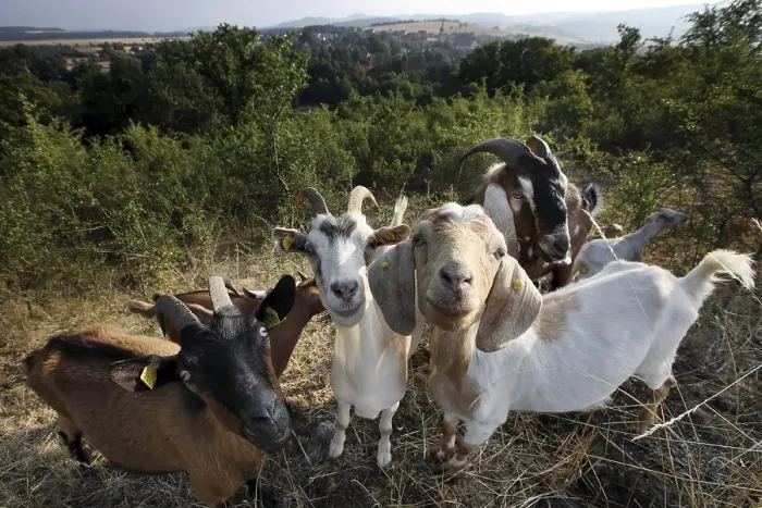Framed Print : Herd of goats in the Rhoen, Fladungen Framed Print : Herd of goats in the Rhoen, Fladungen