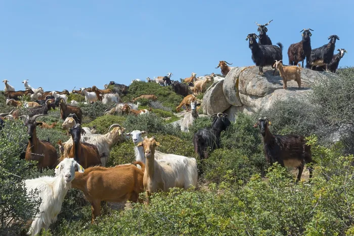 Framed Print : A herd of goats with some on rocks in a natural environment
