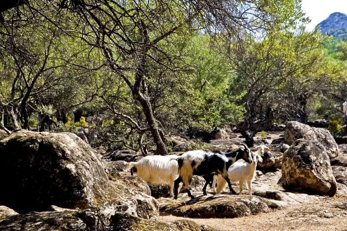 Framed Print : Herd of goats, Su Golgo plateau