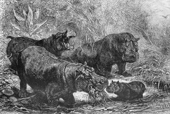 Framed Print : Herd of Hippopotamus (Hippotamus amphibius)