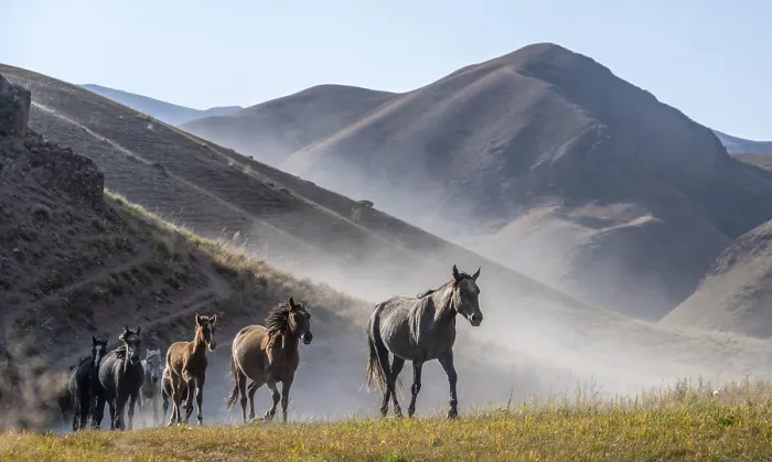 Framed Print : Herd of horses galloping over a hill and raising dust