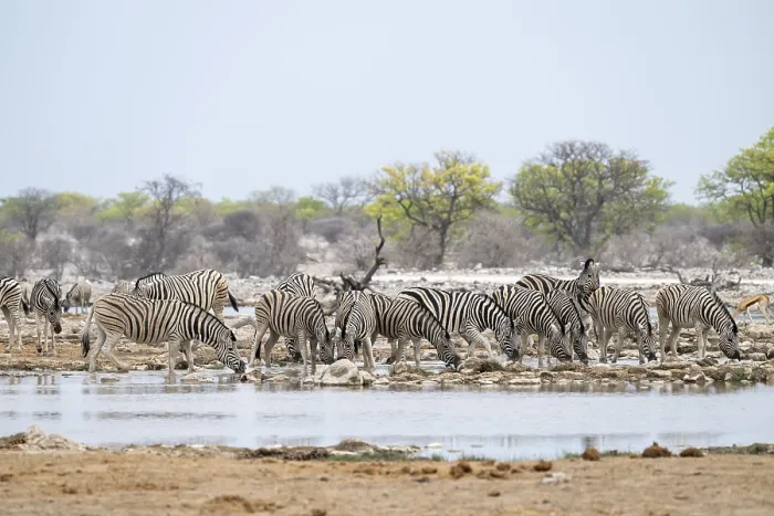 Framed Print : Herd of plains zebra (Equus quagga) at a waterhole