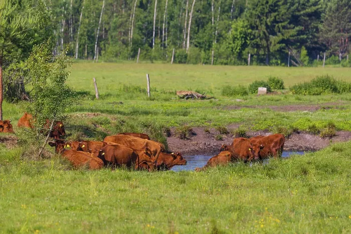 Framed Print : A herd of Polish red cattle (Bos primigenius f)