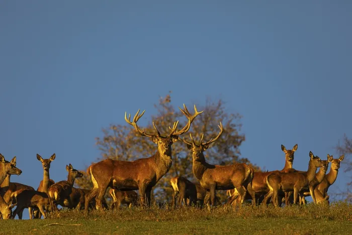 Framed Print : A herd of red deer (Cervus elaphus) standing on a meadow Framed Print : A herd of red deer (Cervus elaphus) standing on a meadow
