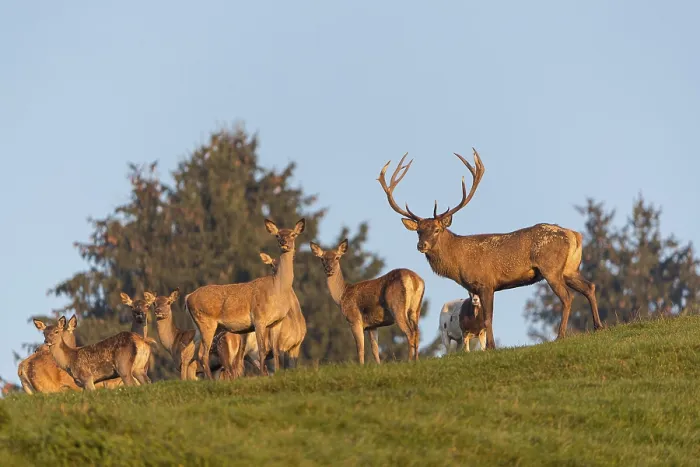 Framed Print : A herd of red deer (Cervus elaphus) standing on a meadow Framed Print : A herd of red deer (Cervus elaphus) standing on a meadow