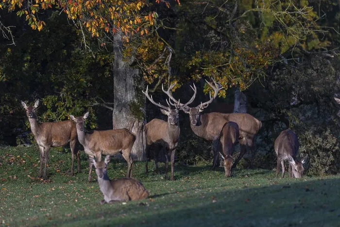 Framed Print : A herd of red deer (Cervus elaphus) standing on a meadow Framed Print : A herd of red deer (Cervus elaphus) standing on a meadow