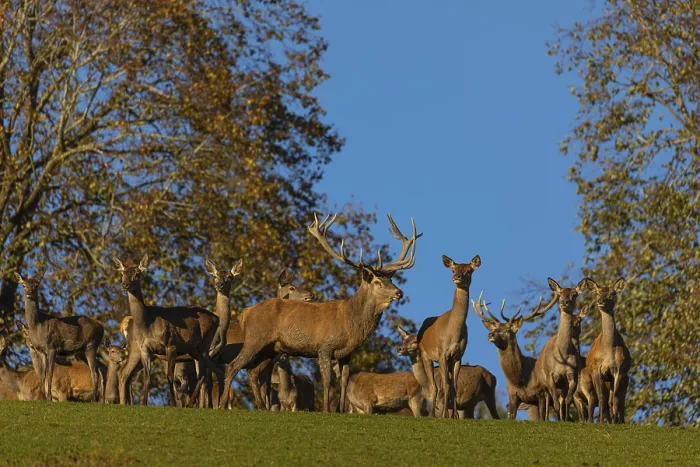 Framed Print : A herd of red deer (Cervus elaphus) standing on a meadow Framed Print : A herd of red deer (Cervus elaphus) standing on a meadow