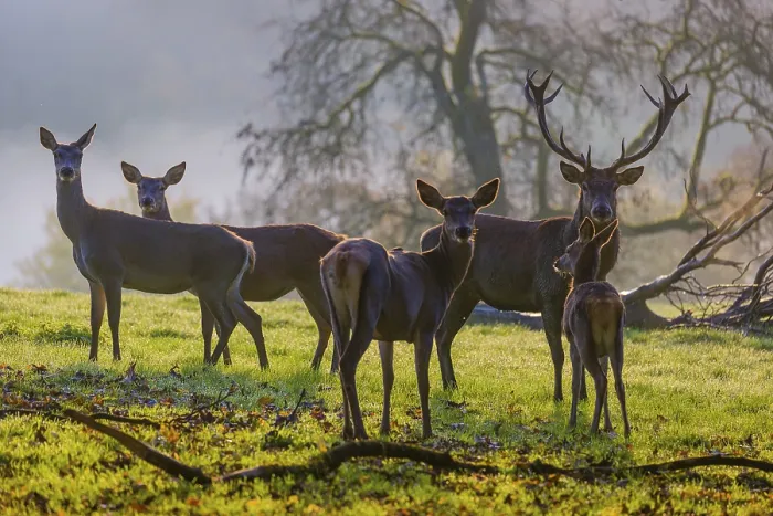 Framed Print : A herd of red deer hind and a stag (Cervus elaphus) stand backlit on a meadow Framed Print : A herd of red deer hind and a stag (Cervus elaphus) stand backlit on a meadow
