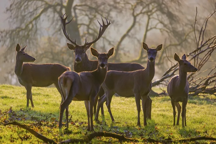 Framed Print : A herd of red deer hind and a stag (Cervus elaphus) stand backlit on a meadow Framed Print : A herd of red deer hind and a stag (Cervus elaphus) stand backlit on a meadow