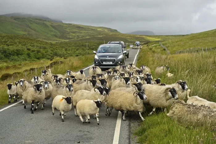 Framed Print : Herd of Scottish Blackface sheep blocking traffic on narrow country road Framed Print : Herd of Scottish Blackface sheep blocking traffic on narrow country road