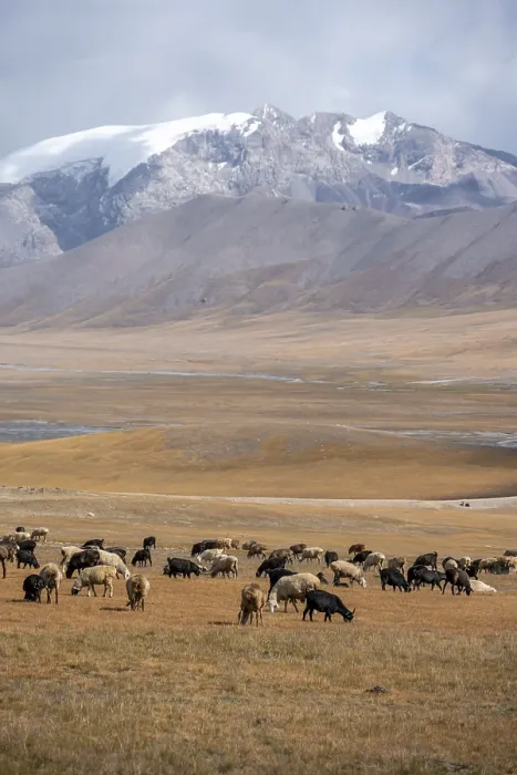 Framed Print : Herd of sheep, dramatic high mountains