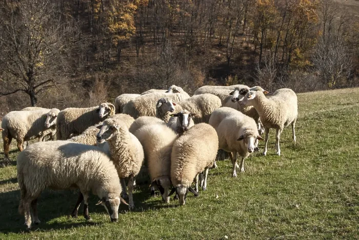 Framed Print : Herd of sheep on mountain pasture in sunny autumn day