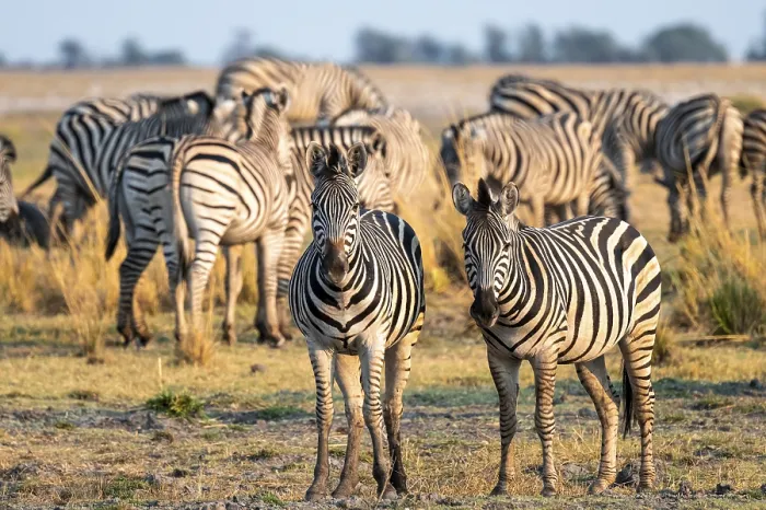 Framed Print : Herd of Steppe Zebras (Equus quagga)