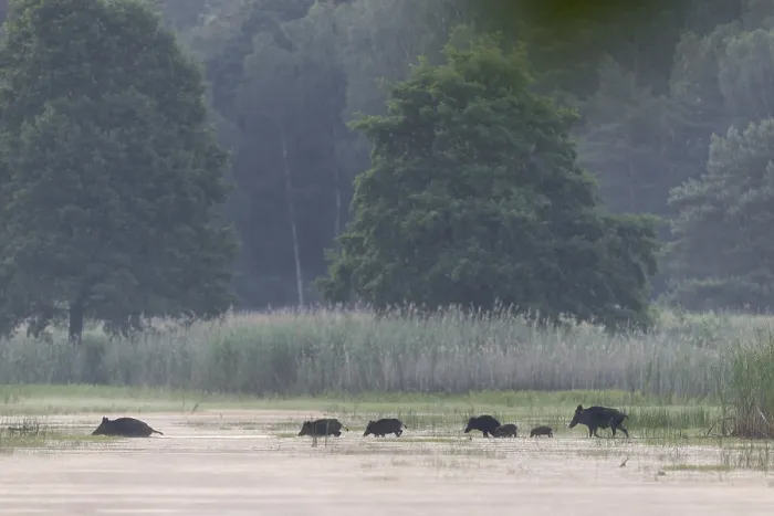 Framed Print : A herd of wild boar (Sus scrofa) Framed Print : A herd of wild boar (Sus scrofa)