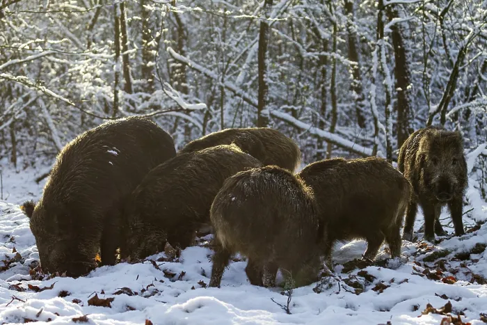 Framed Print : A herd of wild boar (Sus scrofa) searches for beechnuts under the snow between beech leaves Framed Print : A herd of wild boar (Sus scrofa) searches for beechnuts under the snow between beech leaves