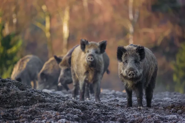 Framed Print : A herd of wild boar or wild pig (Sus scrofa) stands on a frozen field looking for food
