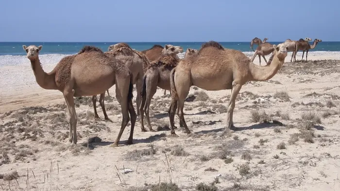 Framed Print : Herd of WWild Dromedary (Camelus dromedarius)