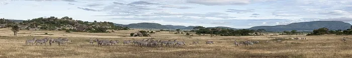 Framed Print : Herd of zebras grazing in the african savanna during the dry season