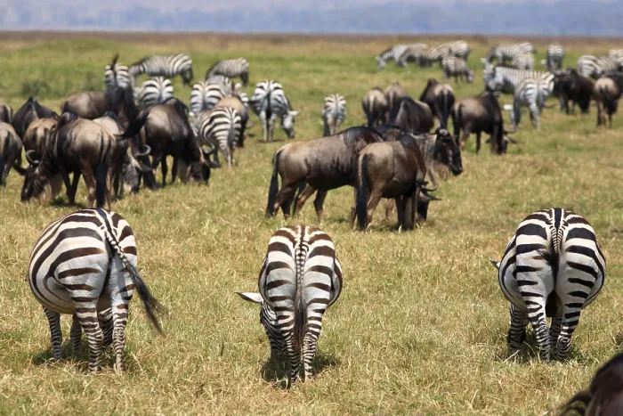 Framed Print : Herd of Zebras and Wildebeest feeding on grass Framed Print : Herd of Zebras and Wildebeest feeding on grass