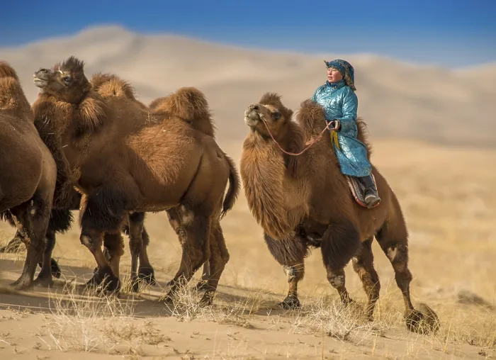 Framed Print : A herder woman riding a camel herd on grazing