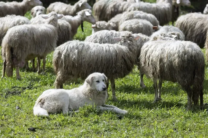 Framed Print : Herding dog, Maremmano breed shepherd dog on a pasture protecting in the middle of his flock of sheep