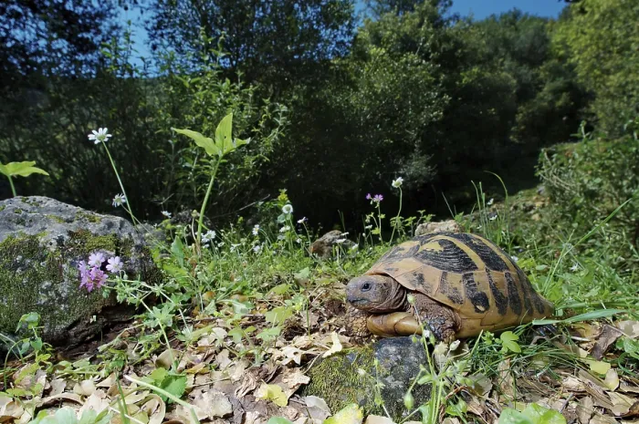 Framed Print : Hermann's tortoise in habitat (Testudo hermanni boettgeri)
