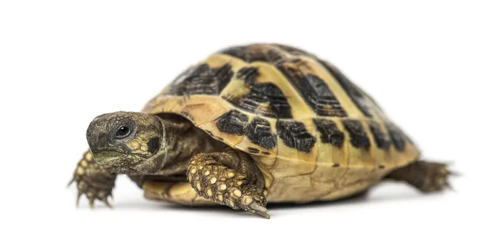 Framed Print : Hermann's tortoise, isolated on white Hermann's tortoise Framed Print : Hermann's tortoise, isolated on white Hermann's tortoise