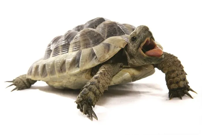 Framed Print : Hermann's Tortoise (Testudo hermanni)