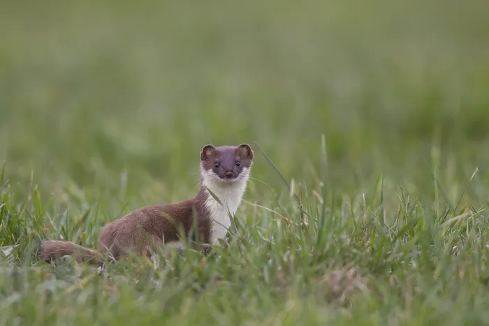 Framed Print : Hermelin, Mustela erminea, stoat