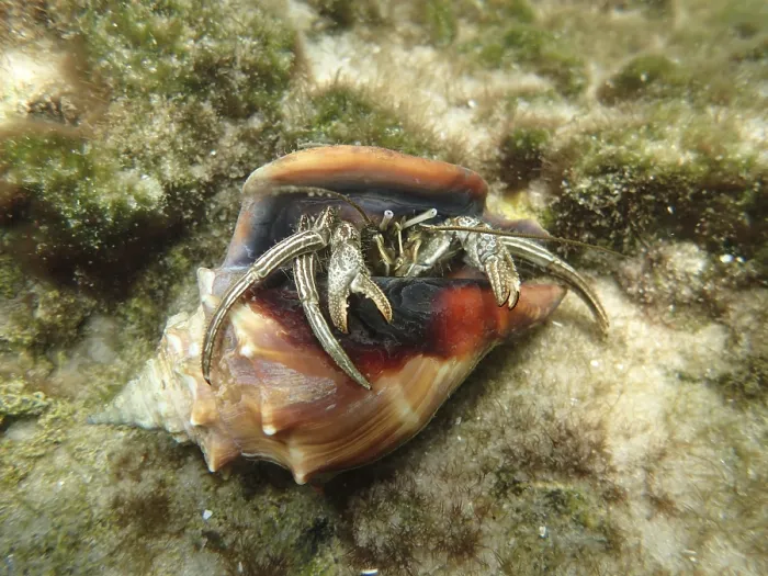 Framed Print : A hermit crab (Pagurus) looks out of its shell Framed Print : A hermit crab (Pagurus) looks out of its shell
