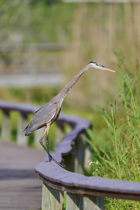 Framed Print : A heron balancing on a wooden railing in a green natural environment Framed Print : A heron balancing on a wooden railing in a green natural environment
