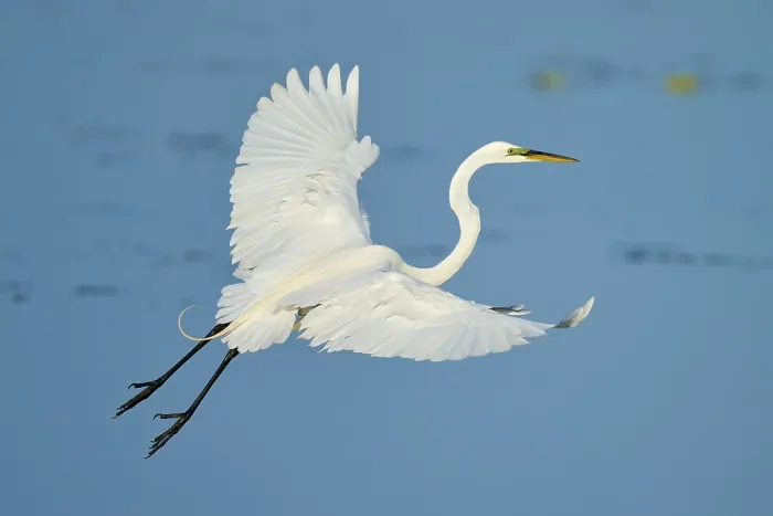 Framed Print : Heron in elegant flight with upstretched wings against blue sky Framed Print : Heron in elegant flight with upstretched wings against blue sky