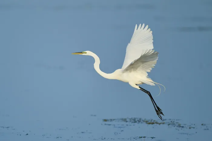 Framed Print : A heron flies gracefully over the water with its wings raised Framed Print : A heron flies gracefully over the water with its wings raised