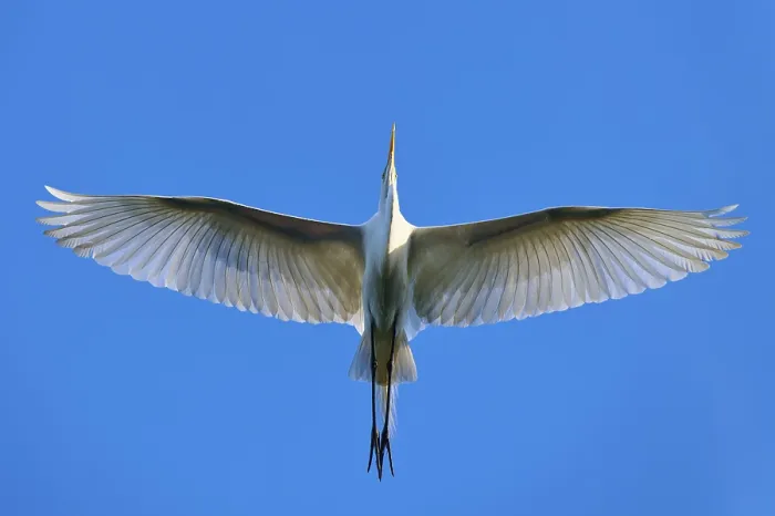 Framed Print : A heron flies majestically with spread wings in the blue sky Framed Print : A heron flies majestically with spread wings in the blue sky