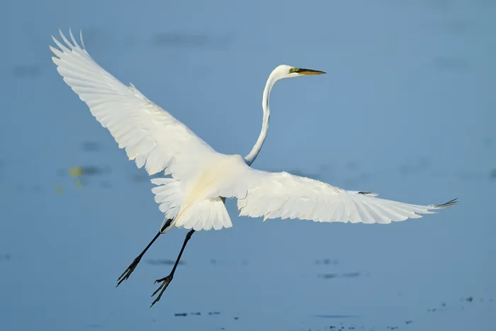 Framed Print : A heron flies with outstretched wings over the blue water
