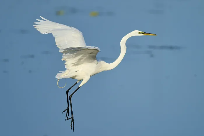 Framed Print : The heron flies with raised wings through a clear sky