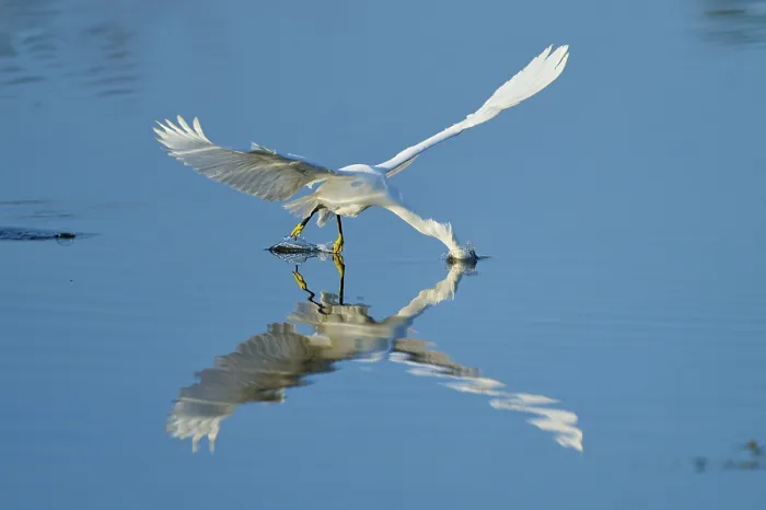 Framed Print : A heron gently touches the water with its beak in flight