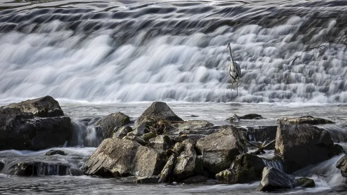 Framed Print : Heron in front of a large waterfall with rocks in the foreground Framed Print : Heron in front of a large waterfall with rocks in the foreground