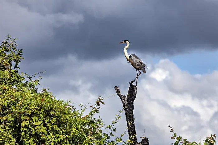 Framed Print : A heron perched majestically on a tree stump against a dramatic sky with clouds Framed Print : A heron perched majestically on a tree stump against a dramatic sky with clouds