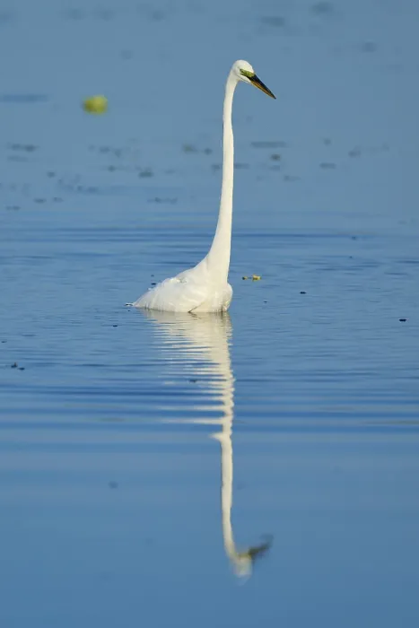 Framed Print : A heron stands in the calm blue water
