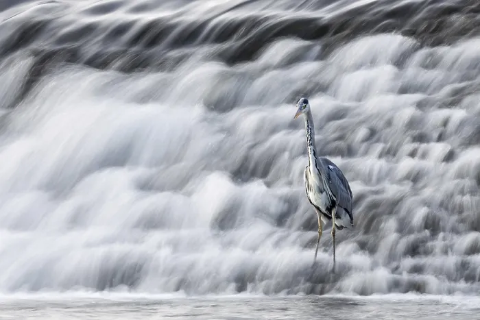 Framed Print : A heron stands at the foot of a rushing waterfall Framed Print : A heron stands at the foot of a rushing waterfall